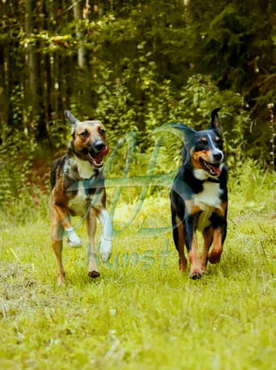 Original zu Hunde im Glück