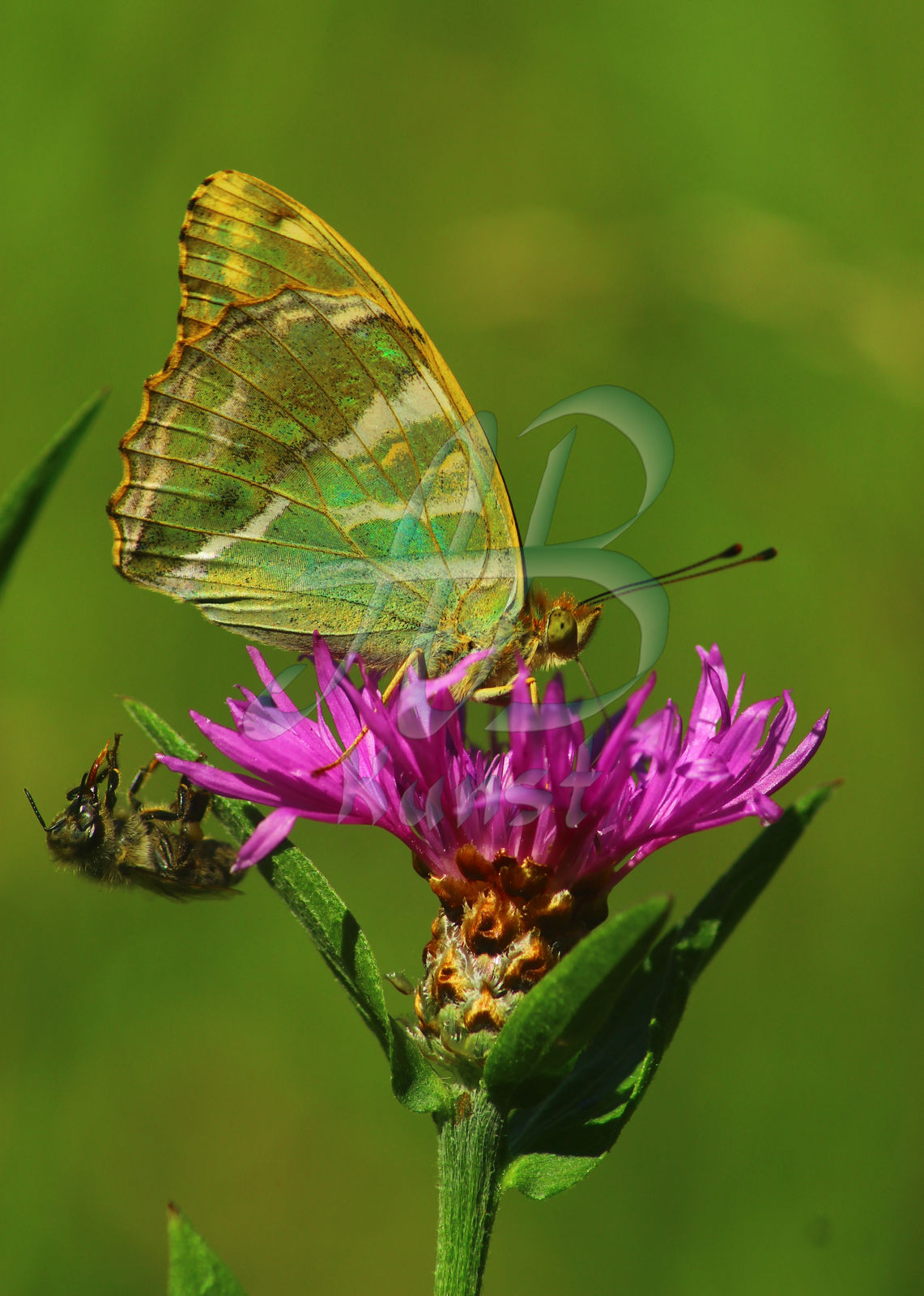 Original zu Wunder der Natur